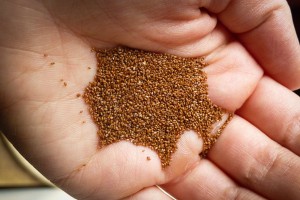 teff-zrno-v-dlani.jpg